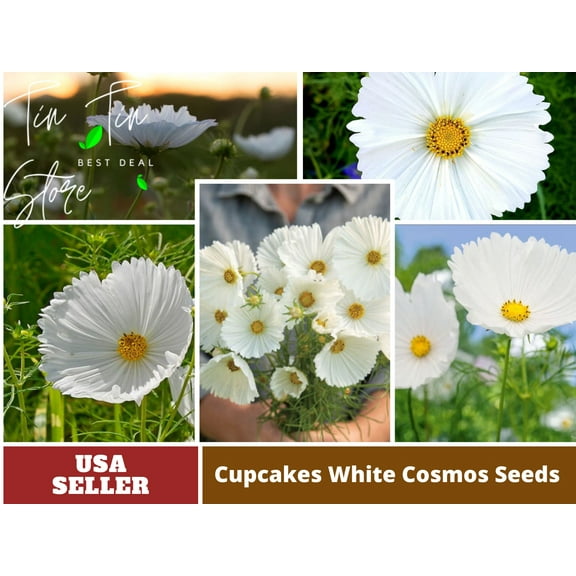 50  Seeds| Cosmos Seeds - Cupcake White Flower Seeds For Planting | Seeds, Herbal Seeds, Flower Seeds, GMO Free, Authentic Seed #L008