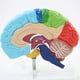 thumbnail image 4 of Hemisferio Derecho del Cerebro Modelo de Cuerpo Humano EducacióN Modelo de Cerebro 1:1 para Estudiantes EnseñAnza Estudio Modelo de Ensamblaje, 4 of 5