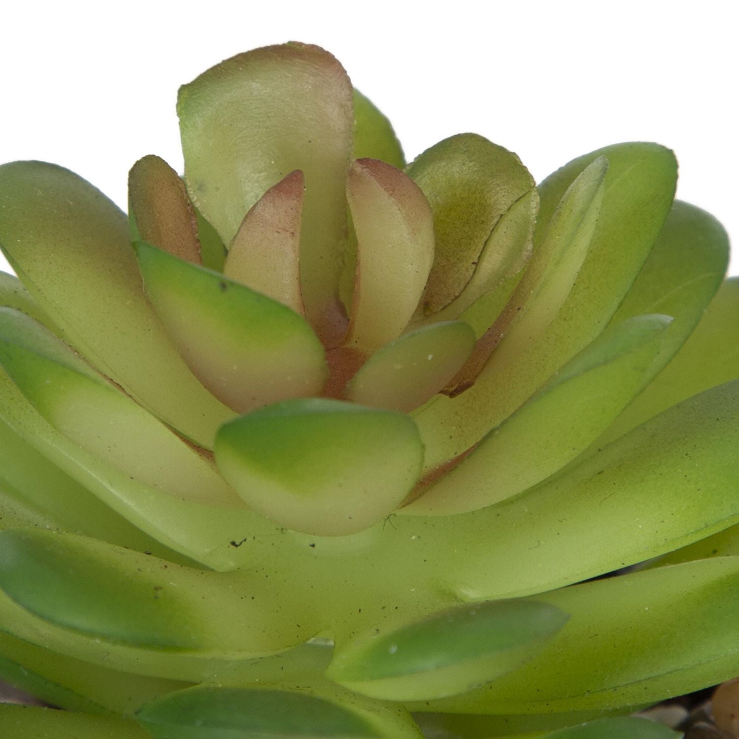 Fausse plante grasse miniature Kibo avec pot noir 9,5cm H x 4,5cm D