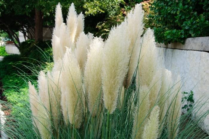 Dwarf Pampas Grass  3 Live Plants  Cortaderia Selloana Pumila  Compact Low Maintenance Drought Tolerant Ornamental Grass