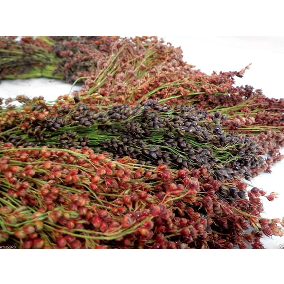 Broom Corn Seeds - 100 Mixed Color Seeds for Planting - Great Millet - Made in USA - A Must Have!