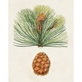 thumbnail image 3 of Unknown 12x14 Black Modern Framed Museum Art Print Titled - Antique Pine Cones II, 3 of 5
