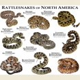 thumbnail image 3 of CafePress - Rattlesnakes Of North America Light T Shirt - Light T-Shirt - CP, 3 of 4