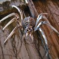 thumbnail image 3 of Giant Halloween Skeleton Spider - Home Decor - 1 Piece, 3 of 3