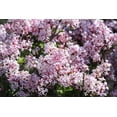 thumbnail image 4 of 1 Gallon Miss Kim Lilac Shrub 6 Pack, 4 of 6