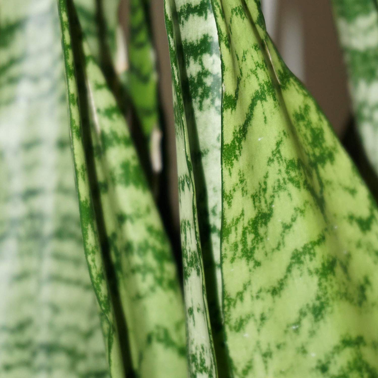 United Nursery Sansevieria Zeylanica Live Indoor Snake Plant Shipped in 6 inch Grower Pot 18-22 inch Shipping Size - image 2 of 3