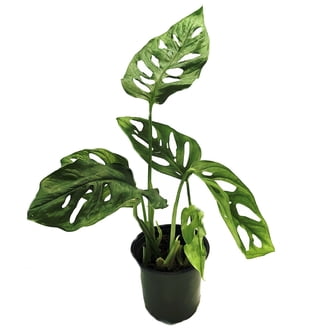 American Plant Exchange Monstera Adansonii Hanging Basket, 8-Inch, Wide Leaf  Swiss Cheese Plant, Live Houseplant - Walmart.com