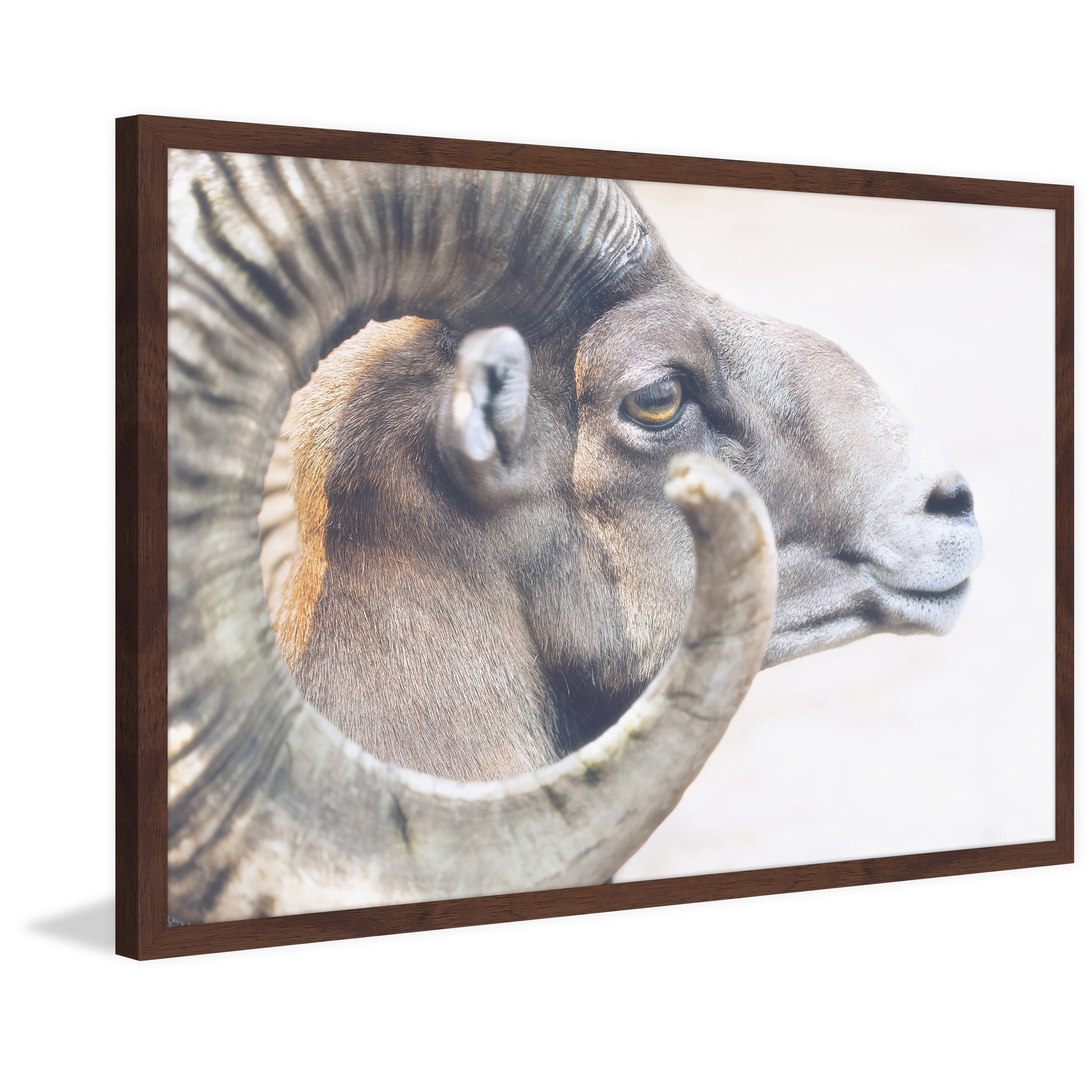 Marmont Hill "Ram Profile 4" Framed Painting Print