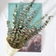 thumbnail image 4 of Ramas de eucalipto reales secas, 12 tallos, hojas de eucalipto natural para arreglos, bodas, decoración del hogar Vhermosa  WRJM-432, 4 of 4