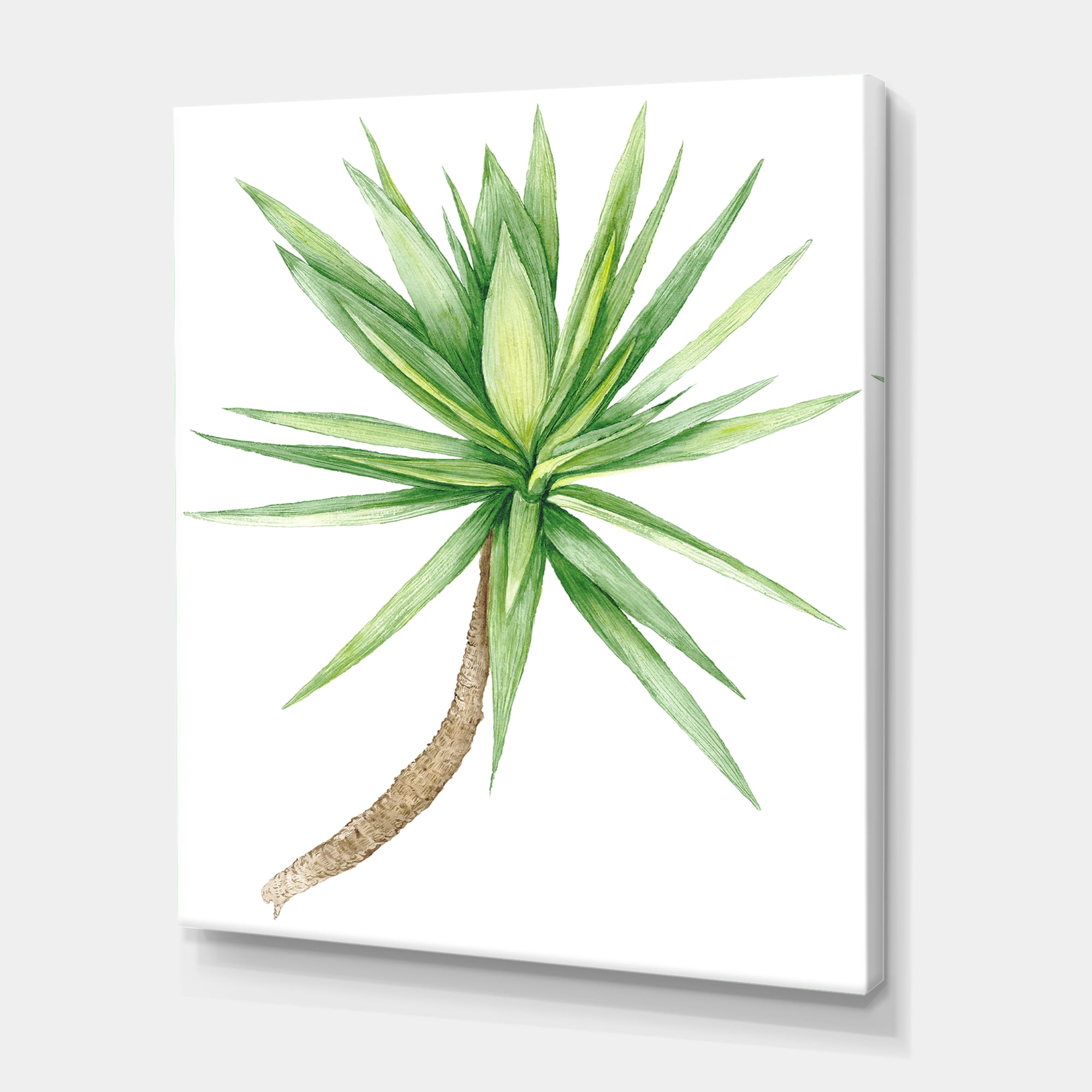 Designart ' Close Up Of Yucca Tree ' Traditional Canvas Wall Art Print