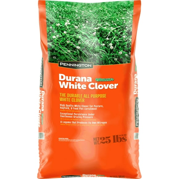 Clover Lawn Seed