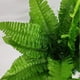 thumbnail image 2 of 4 racimos de helechos artificiales de Boston oso de fresa plantas verdes 35,5 cm, 2 of 3