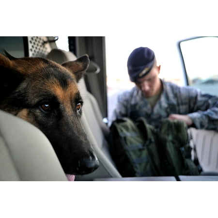 LAMINATED POSTER Military Working Dog Dak, looks out a truck in anticipation while his handler Staff Sgt. Joseph Naul Poster Print 24 x
