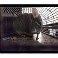 thumbnail image 4 of 250 g y 500 g de palitos de manzana naturales, animales pequeños, golosinas de madera molar, juguetes, chinchilla, conejillo de indias, hámster, conejo, jerbo, loro, conejito y animales pequ, 4 of 5