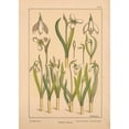 thumbnail image 3 of Vintage Apple Collection 14x18 Black Modern Framed Museum Art Print Titled - Plate 31 - Snowdrop, 3 of 5