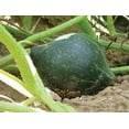 thumbnail image 4 of True Green Improved Hubbard Squash Seeds for Planting, 25 Heirloom Seeds Per Packet Non GMO Seeds, Scientific Name Cucurbita maxima, Great Home Garden Gift, 4 of 6