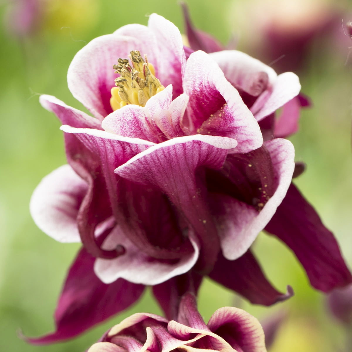 Van Zyverden Aquilegia Columbine Winky Double RedWhite Set of 5 Roots Multicolor Partial Sun Perennial Pollinator 1 lb