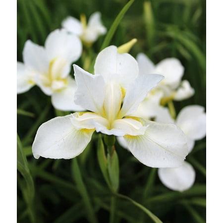 White Swirl Siberian Iris - 3 root divisions