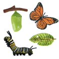 thumbnail image 1 of ZHAOCHENG Modelo de ciclo de vida 1 pieza 1 juego mariposa insecto animal simulación mini ciclo de crecimiento mariposa rana hormiga gallo animal, juguetes educativos para niños, 1 of 5