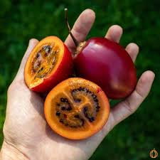 Fresh Tamarillo, Each
