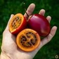 thumbnail image 6 of Fresh Tamarillo, Each, 6 of 6
