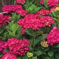thumbnail image 2 of Spring Hill Nurseries Red Flowering Glowing Embers Hydrangea, 4-Inch Potted Deciduous Shrub, 1-Pack, 2 of 3
