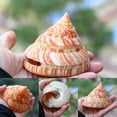 thumbnail image 4 of Rare Natural Pearly Screw Conch Shell Sea Collectible a Snail Coral R6Z8, 4 of 9