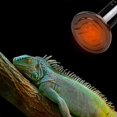 thumbnail image 3 of Ceramic Lamp Bulb Infd Reptile Emitter Er Bulbs For Pet Brooder Coop Cken Lizard Ed, 3 of 4