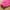 Hot Pink, variant on Penkiiy 5 Pcs Exfoliating Gloves for Shower, Body Exfoliator Glove, Scrub Exfoliate Glove Mitt Bath Face Spa Hand Scrubber Wash Deep Scrubbing Dead Skin for Women Men