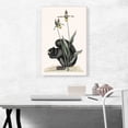 thumbnail image 2 of ARTCANVAS Vintage Illustration Of Black-Squirrel Canvas Art Print by Mark Catesby - Size: 26" x 18" (1.50" Deep), 2 of 9