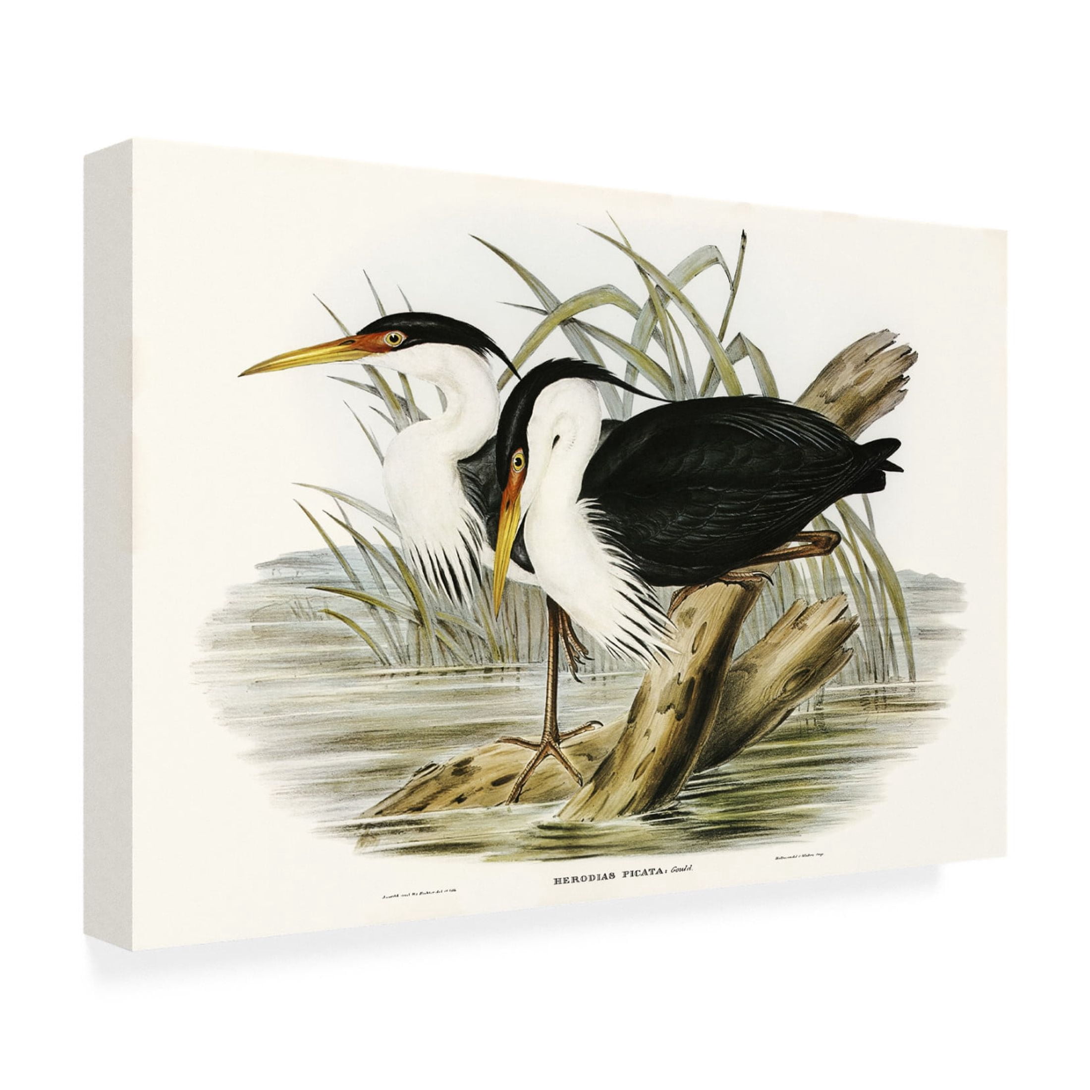 Trademark Fine Art Elizabeth Gould Waterbird Pairing II Canvas Wall Art