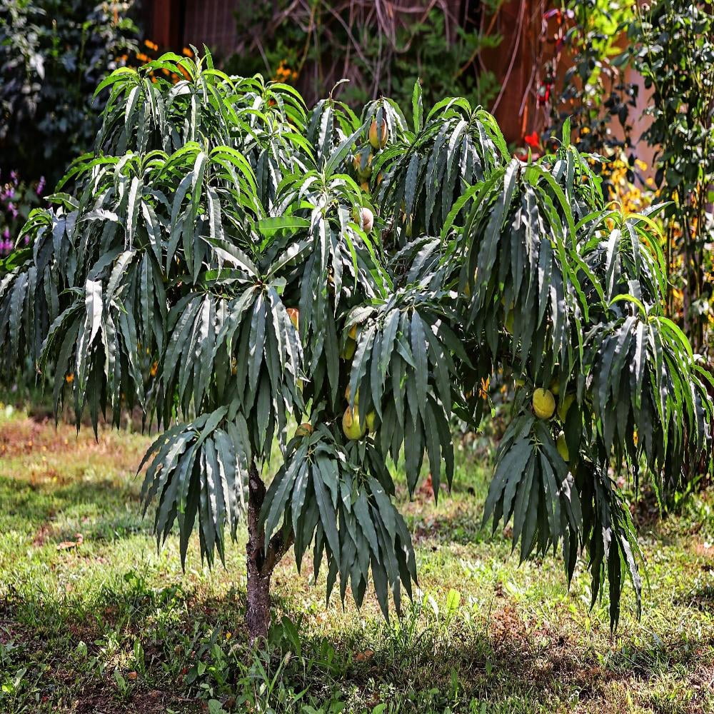 Expert Gardener 24" Bonfire Patio Peach Tall Live Plants in 11" Grower Pot, Ornamental/Decorative