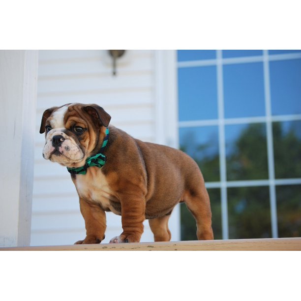 Peel N Stick Poster Of Dog Cute Bulldog Puppy Purebred Pet Animal Poster 24x16 Adhesive Sticker Poster Print Walmart Com Walmart Com
