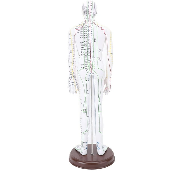 Acupuncture Model Human Body Model Full Body Acupuncture Practice Tool With Base Acupuncture Model Human Body Acupuncture Model Acupuncture Model With Base Full Body Acupuncture