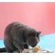 thumbnail image 4 of Juguete interactivo para gatos, juguete con forma de ratón de peluche, (paquete de 3), razas pequeñas, juguetes para gatos con hierba gatera, juguete para ratones y gatos, juguetes para rato, 4 of 5