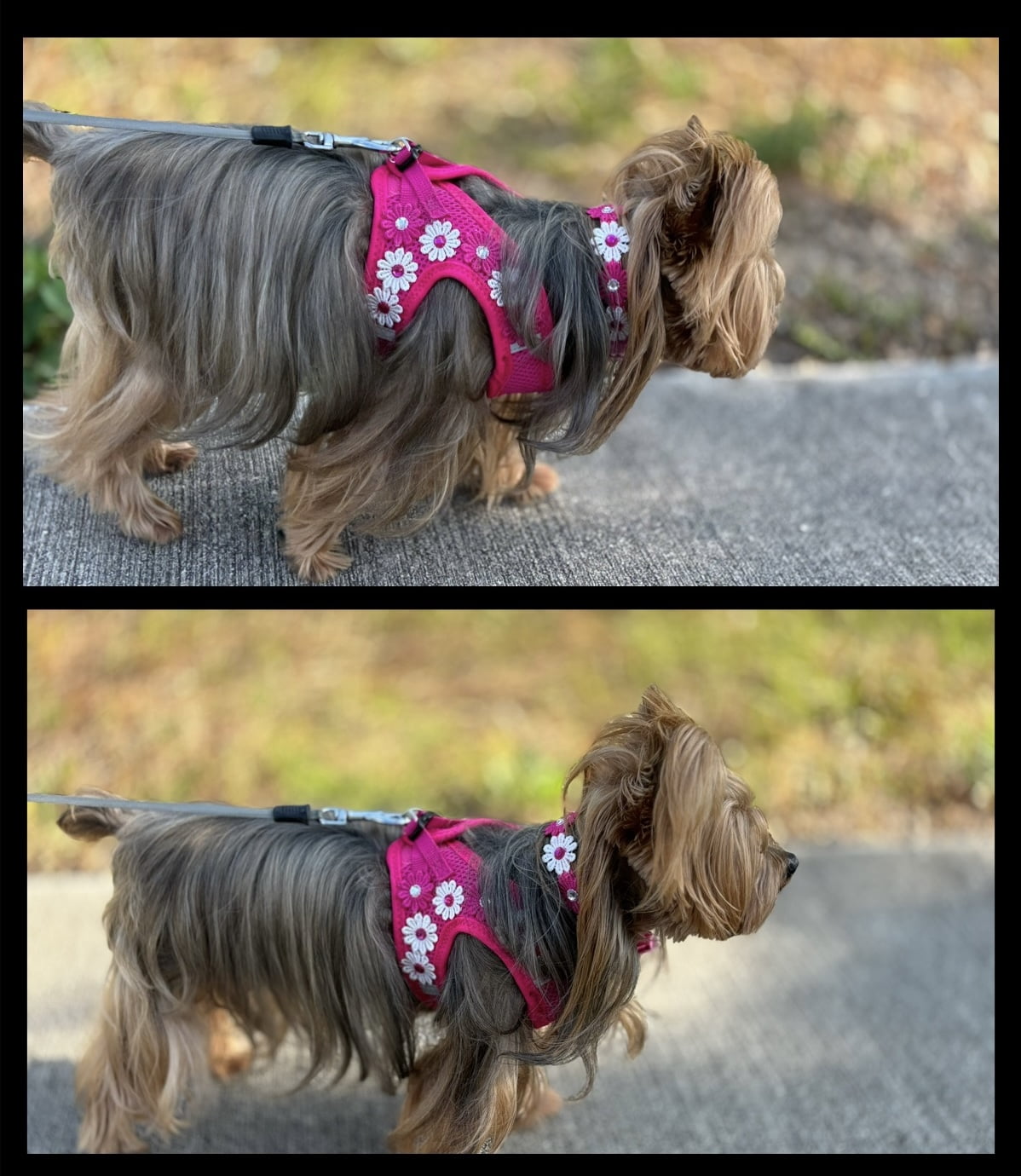 Harness, Luxurious adjustable for dogs or cats with Flower and Stone decoration for Pets.Handmade.