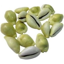 Original Yellow Cowdi/Cowrie/Cowry/Kouri/Kaudi/Kori Shells | Monetaria Monta Shells | For Laxmi and Diwali Pooja Article | Set of 21 | 3/4 Inch ~ 1-1/2 Inch