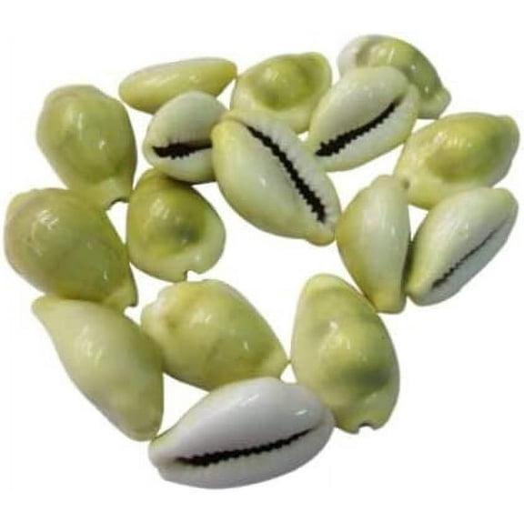 Original Yellow Cowdi/Cowrie/Cowry/Kouri/Kaudi/Kori Shells | Monetaria Monta Shells | For Laxmi and Diwali Pooja Article | Set of 21 | 3/4 Inch ~ 1-1/2 Inch