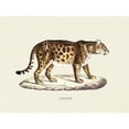thumbnail image 3 of Schinz, Heinrich Rudolf 18x15 Black Modern Framed Museum Art Print Titled - Jaguar, 3 of 5