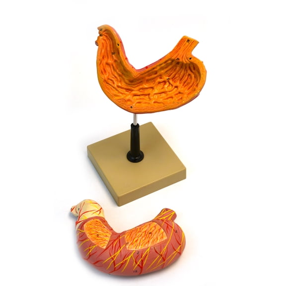 Eisco Labs Human Life size model Stomach