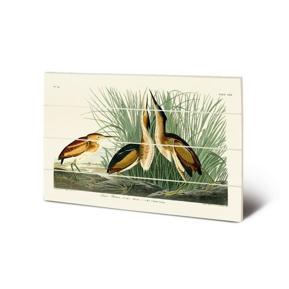 John James Audubon Least Bittern Wooden Small Plaque