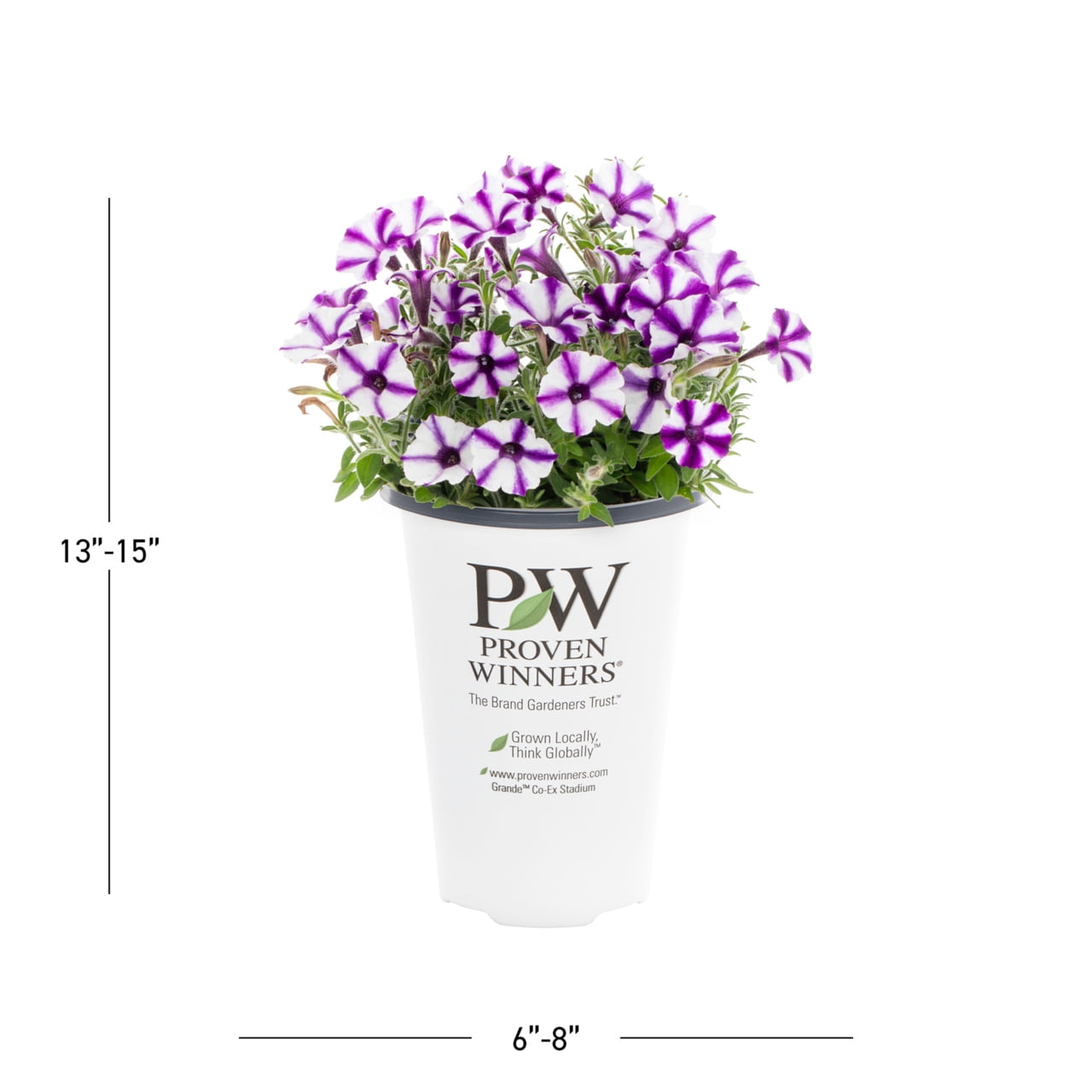 Proven Winners 1.5PT Purple Petunia Live Annual Plant Sun 5-Pack