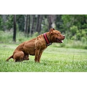 MVP K9 Formula Mass Weight Gainer for Dogs - Helps Promote Healthy Weight Gain, Size and Muscle in Dogs - Great for Skinny, Underweight, Picky Eaters. All Breed Formula, Made in USA (45 Servings)