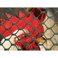 thumbnail image 3 of Tenax Poultry Fence, 25-ft x 3-ft, Black, Extruded Mesh Rolled Fencing, 3 of 6