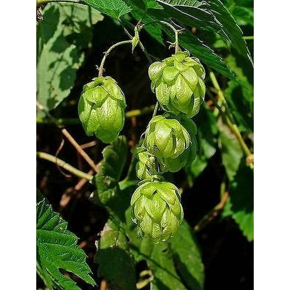 25 COMMON HOPS European Humulus Lupulus Vine Seeds Beer Making Ingredient