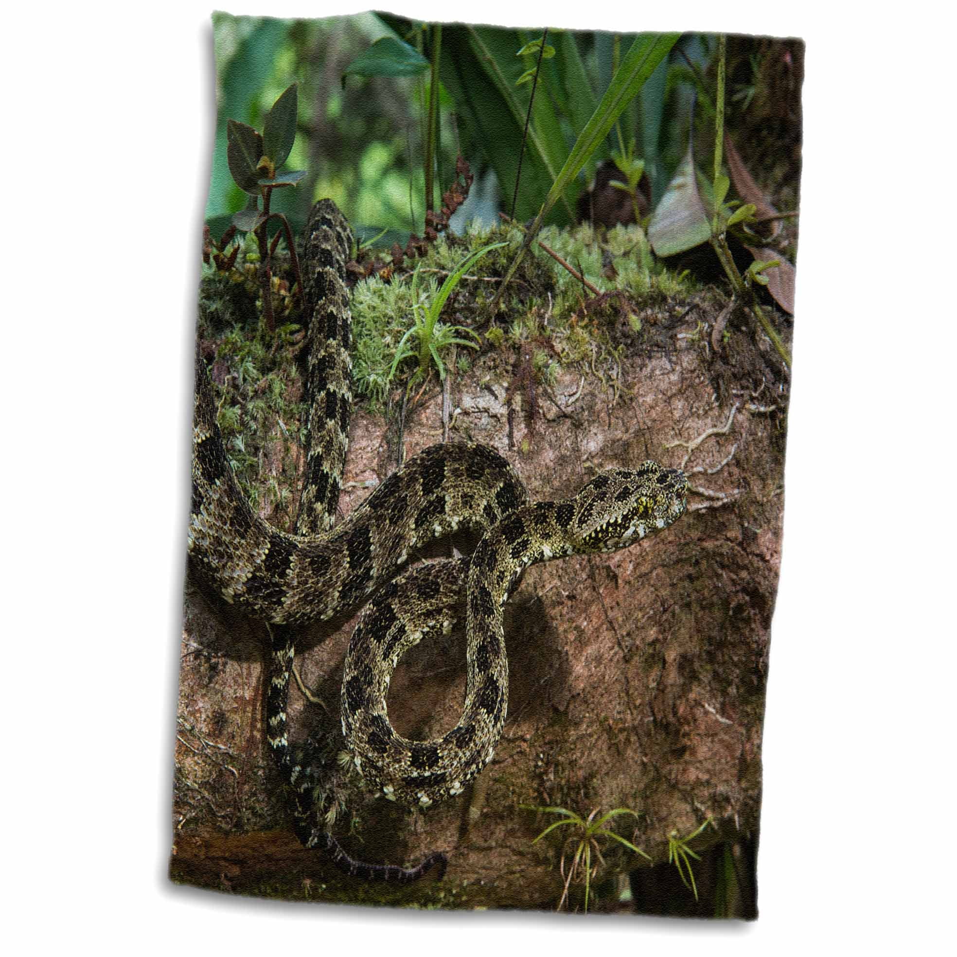 3dRose Speckled forest pit viper, Amazon, Ecuador. Captive Towel, 15
