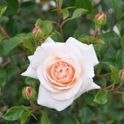 Heirloom Roses Honey Champagne Penny Lane English Legend Rose Bush