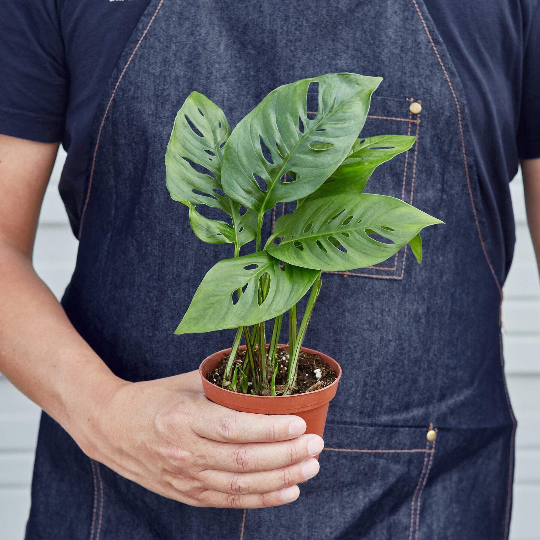 Monstera Adansonii 'Swiss Cheese', 4" Pot, Indoor Houseplant, Easy Care, Live Plant for Indoor & Outdoor