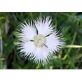 thumbnail image 6 of 1000 FRINGED PINKS DIANTHUS Superbus Flower Seeds, 6 of 11