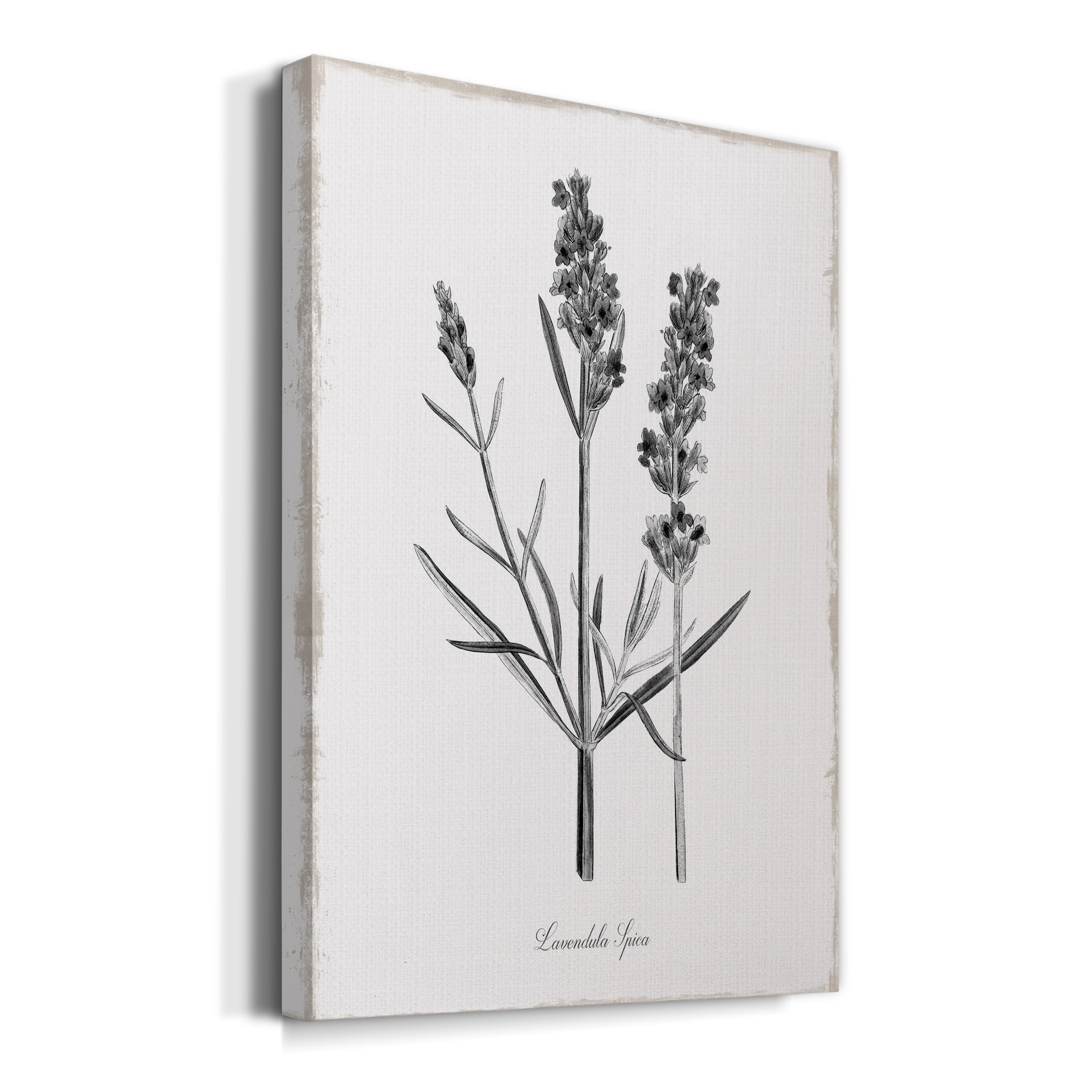 Simply Lavender Premium Gallery Wrapped Canvas - Ready to Hang - 32 x 48